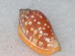 Marginella Sebastiani